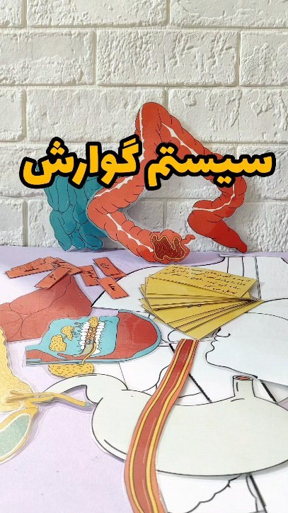 سیستم گوارش