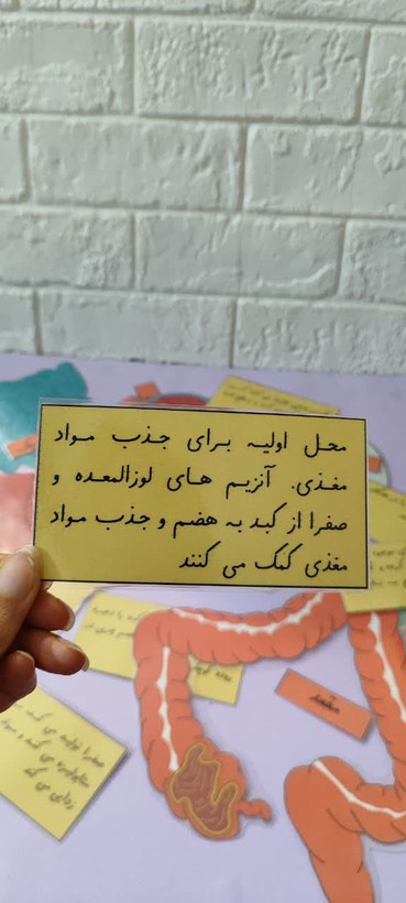 سیستم گوارش